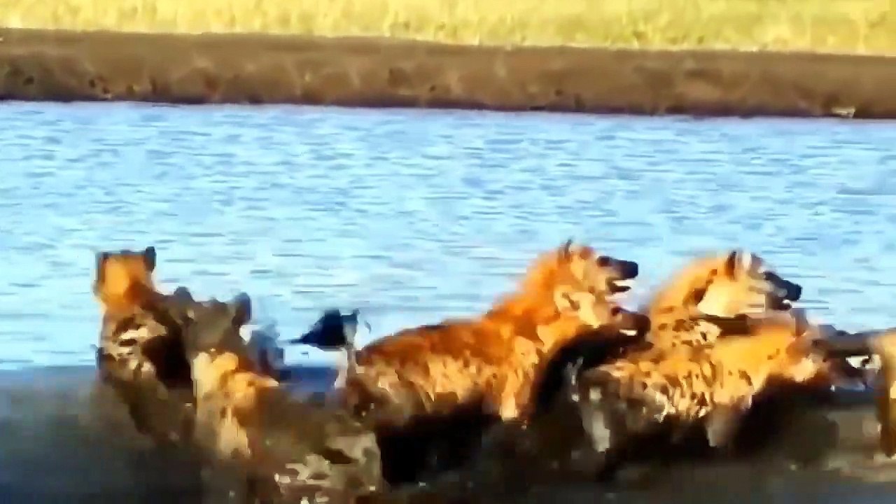 The_daring_Hyena_brutally_defeated_the_Lion_just_to_take_her_prey__Wild_Anim