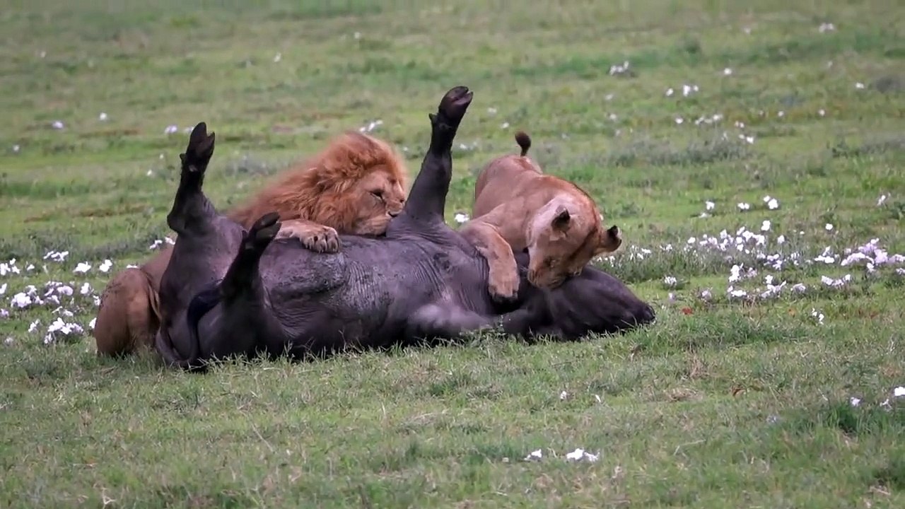 RARE_VIDEO!!!_Lions_attack_Buffalo