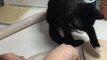 Curious Cat Interrupts Owner While They Make DIY Porcelain Jewellery