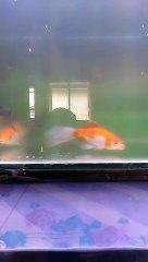 Ikan Hias