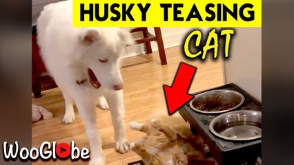 'Playful Husky won't let his cat friend rest'