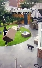 Mujer descubre que su perro perdido estuvo siempre bajo sus narices gracias a su cámara de seguridad
