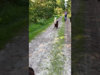 Playful Alpacas Get Tripped Up