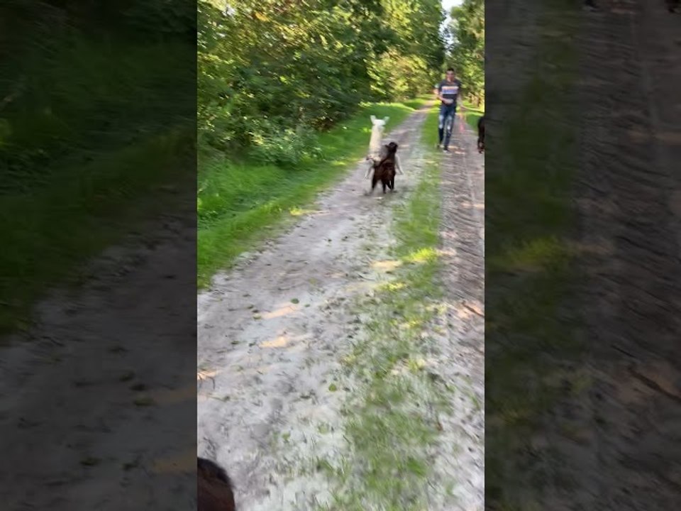 Playful Alpacas Get Tripped Up