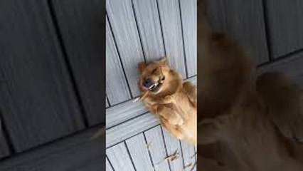 Golden Retriever Brothers Devour Fall Decorations