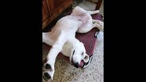 Puppy Has Derpy Sleeping Position