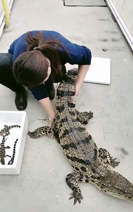 Process of Making #2 - Handcrafting Premium Men's Shoes from Crocodile Skin