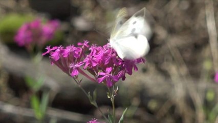 Does Butterfly Bush Really Spell Doom for Butterflies?