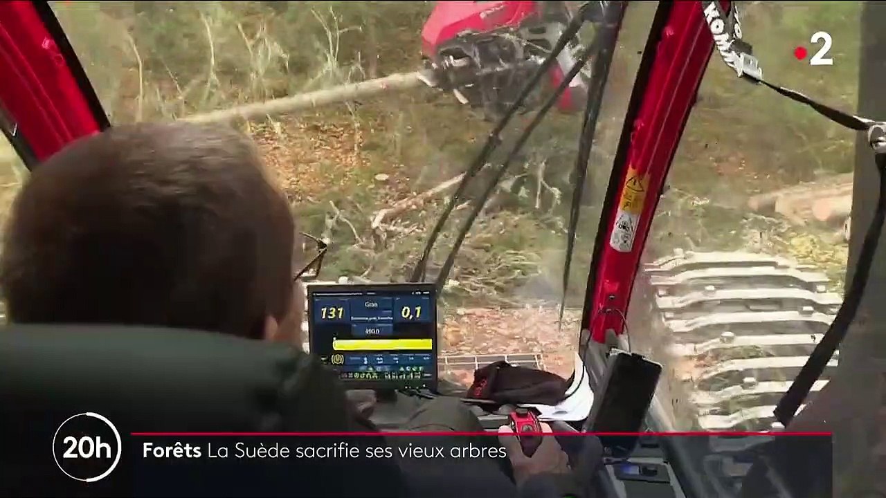 Suède : abattre des arbres pour lutter contre le réchauffement climatique
