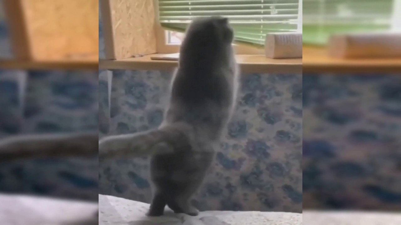 Funniest Animals  Best Of The  Funny Animal Videos Cats and  Dogs