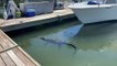 Amerika'nın Güney Carolina eyaletinde dev köpek balığı timsaha saldırdı