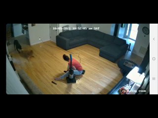 Dog "Saves" Friend From Grooming