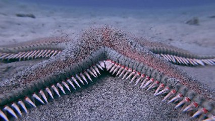 Spiked Starfish Scuttles By