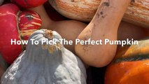 How to Pick the Perfect Pumpkin