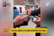 Policía salva a paloma atrapada en cables de alta tensión con ayuda de un drone