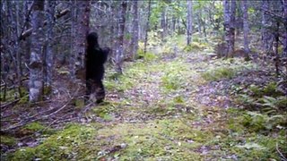 Stealth -  the  trail camera