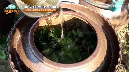 잎과 줄기로 식초를 만든다?! [꾸지뽕 식초 담그기]
