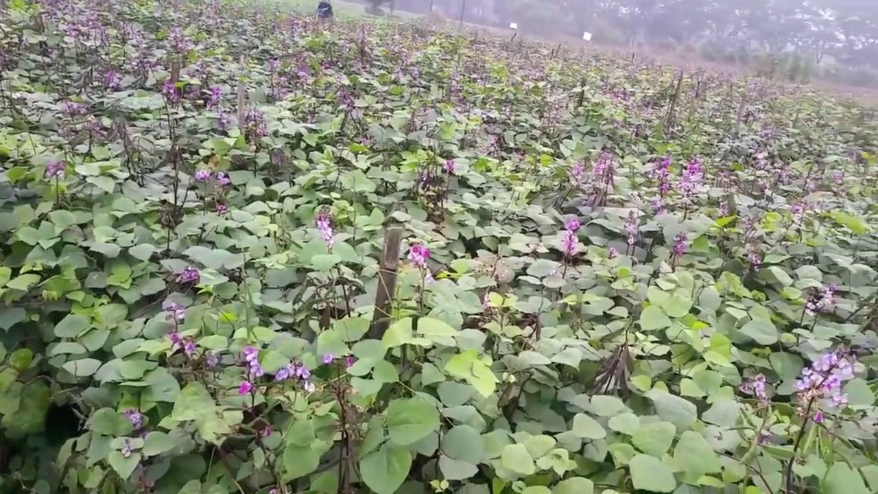 শীত কালীন সবজি চাষ | Winter Vegetable