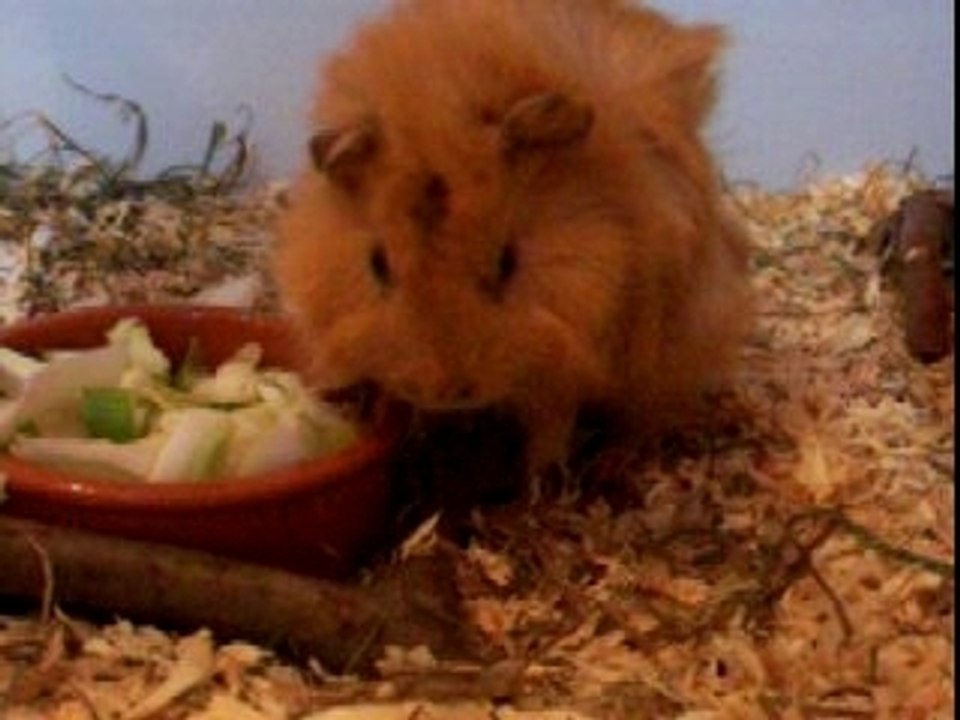 La gourmandise chez les chons