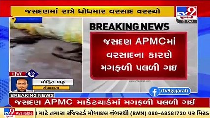 Rajkot_ Heavy rain lashed Jasdan last night, groundnut kept in open place at APMC damaged _ TV9News