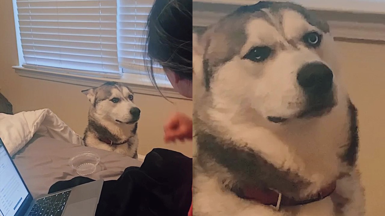 ''He’s so over it!' Husky has incredibly funny...