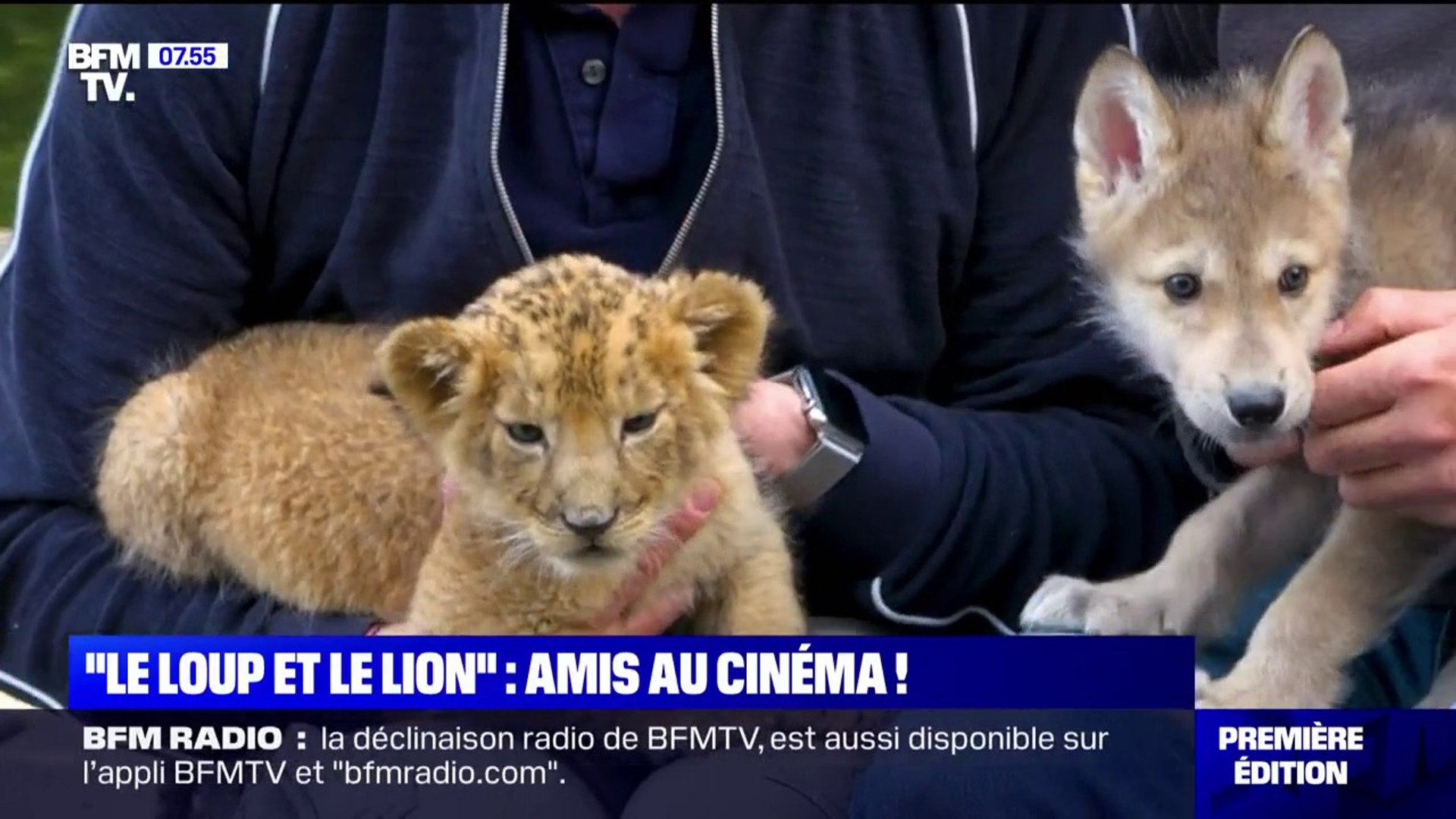 Le loup et le lion", cette histoire d'amitié inattendue entre deux animaux,  au cinéma ce mercredi - Vidéo Dailymotion