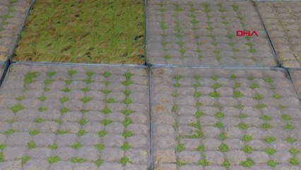 SOĞUK BAKLAVA SATIŞLARI İKİYE KATLANDI