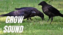 Sound Of Crow Bird | Crow Crows Sound Effects | Kingdom Of Awais