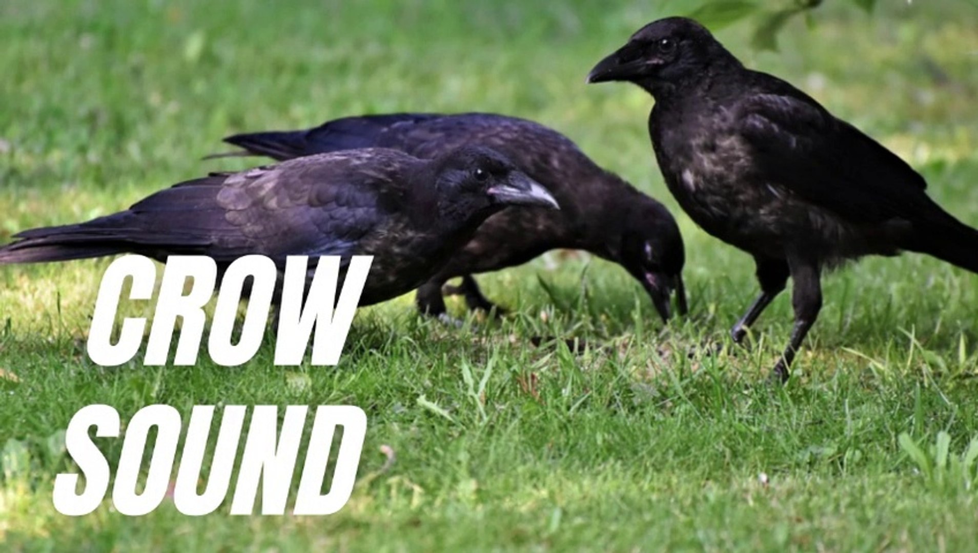 ⁣Sound Of Crow Bird | Crow Crows Sound Effects | Kingdom Of Awais