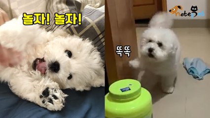 솜방망이로 똑똑똑 노크하는 강아지 "나랑 같이 놀자!"