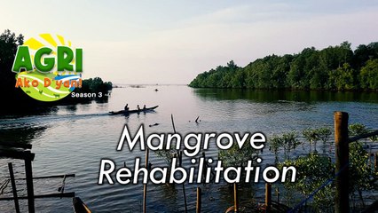 Mangrove Rehabilitation