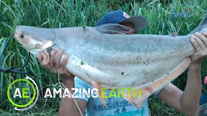 Amazing Earth: Alien fish in the Philippines?