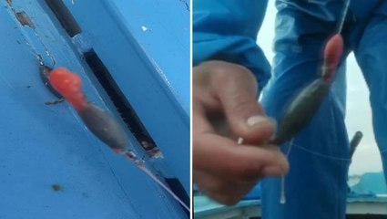 İstanbul'da olta atan birçok balıkçının ağına takıldı! Gizemli cisim tedirginlik yarattı