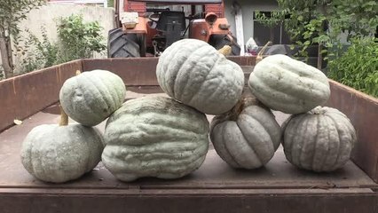 Karaağaç kabağı adına festival düzenlenecek