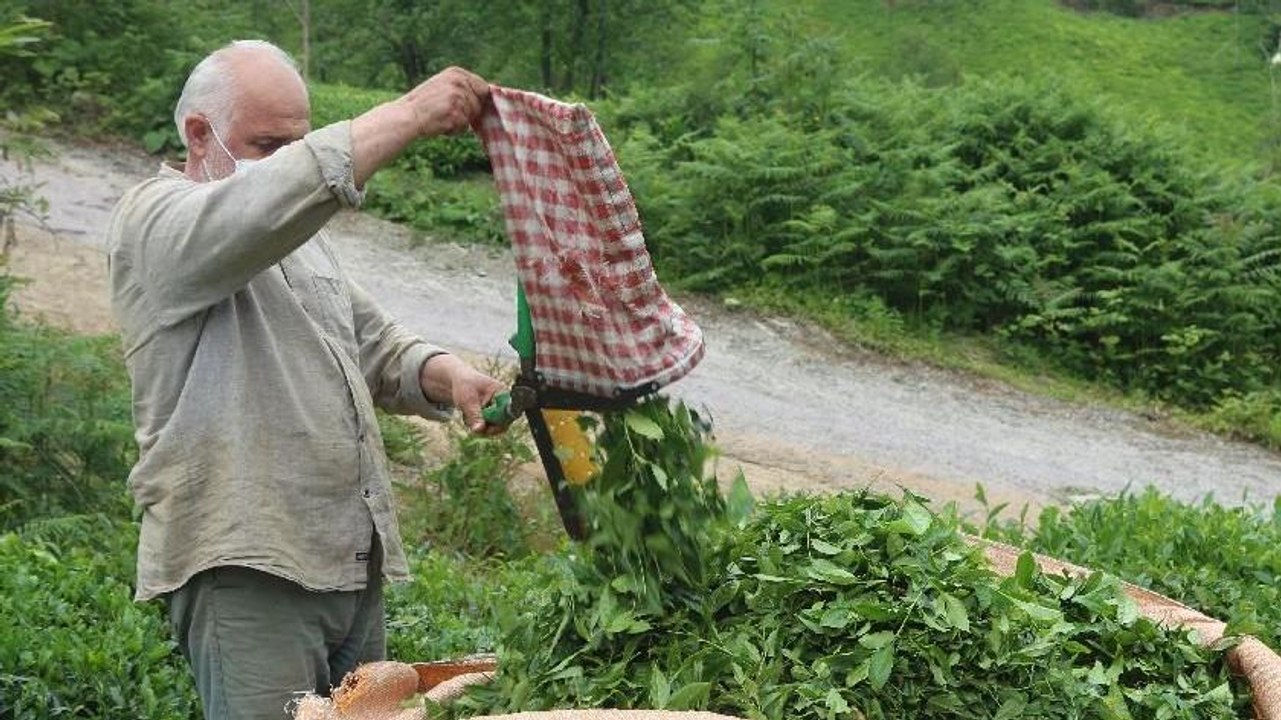 Çay göçü tersine döndü, vakalar azaldı