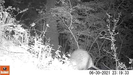Le castor fait son retour en Mayenne : les images de la caméra nocturne (Lionel Manceau, syndicat JAVO)