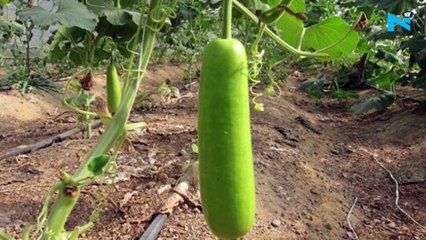 How bottle gourd landed Tahira Kashyap in ICU, shares alarming post