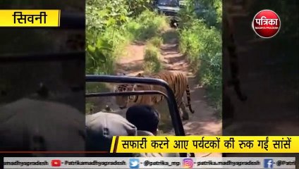 सिवनी : जब अचानक जिप्सी के सामने आ गया बाघ