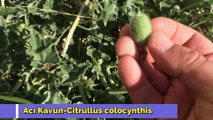 Acı Kavun-Eşek Hıyarı-Citrullus colocynthis
