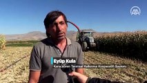 Kayseri'de silajlık mısır çiftçinin yüzünü güldürüyor