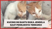 Pintar, Kucing Ini Bantu Buka Jendela saat Pemiliknya Terkunci