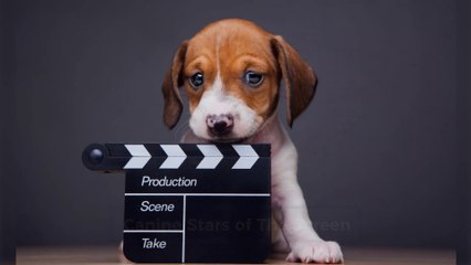 Canine Stars of the Silver Screen