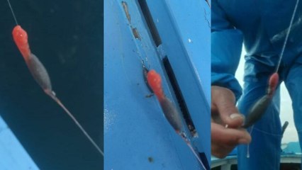 Balıkçıların oltasına takıldı! ‘İlk defa böyle bir şey gördüm’