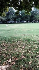 Are The Chipmunks Trying To Do Something | Kingdom Of Awais