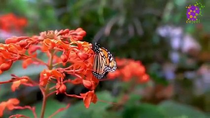 intro-logo-15-min-20211004-002505