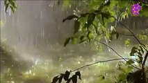 15 Minute Deep Relaxing Theraputic Rain Sounfs  for Self-love | Plants | Concentration | Foucs | Instrumental | Positive Energy | Anti-Depression | Music for Spa | Music for Yoga | Music for  Pilates