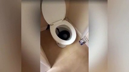 Klozetinden yaklaşık 1 metrelik piton yılanı çıktı