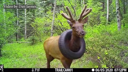 타이어를 목에 건 사슴, 2년 만에 무사히 구조 / YTN