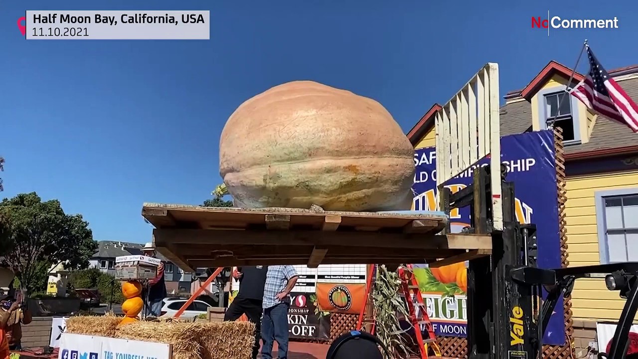 Alles überrragend: Weltmeister-Kürbis bringt 993 Kilo auf die Waage