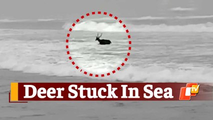 Deer Strays Into Sea, Gets Stuck In High Tides